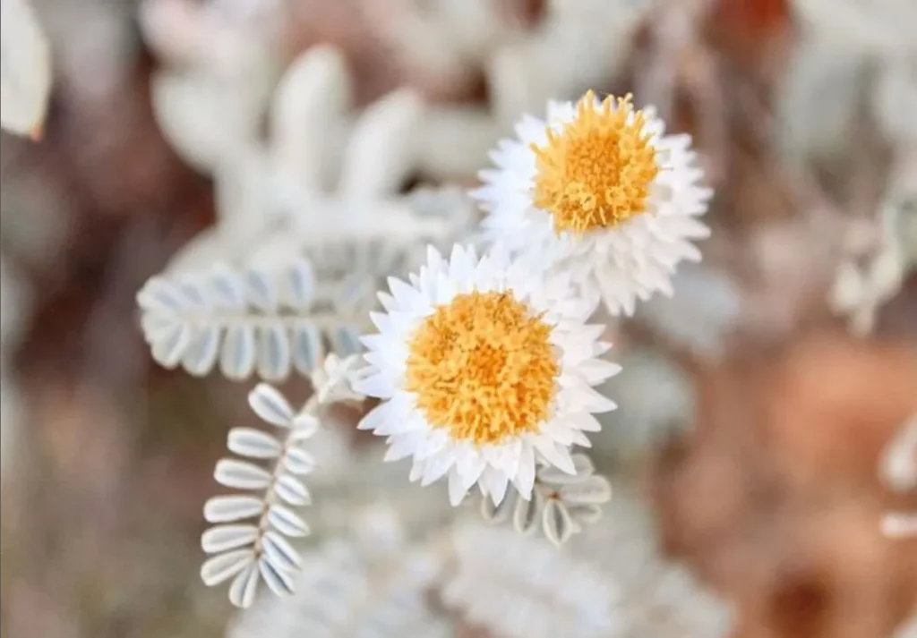 Desert Habitats