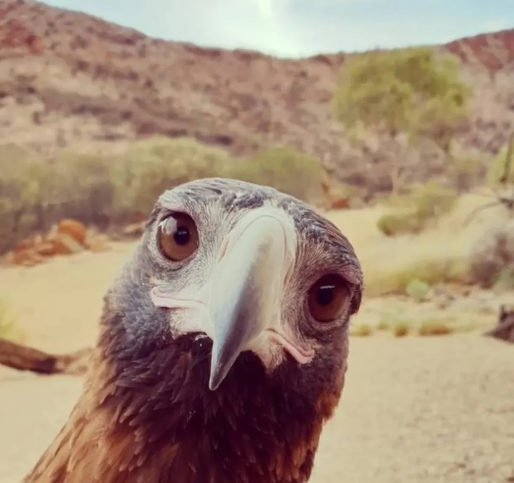 Free-Flying Bird Show