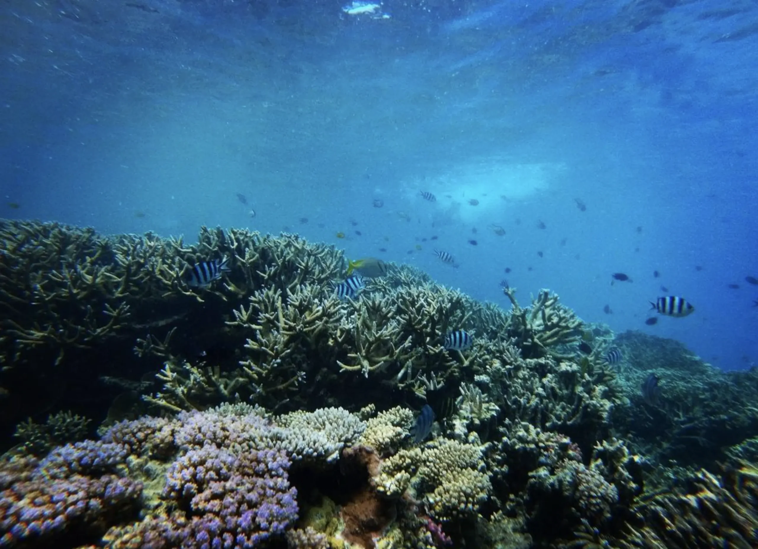 Great Barrier Reef