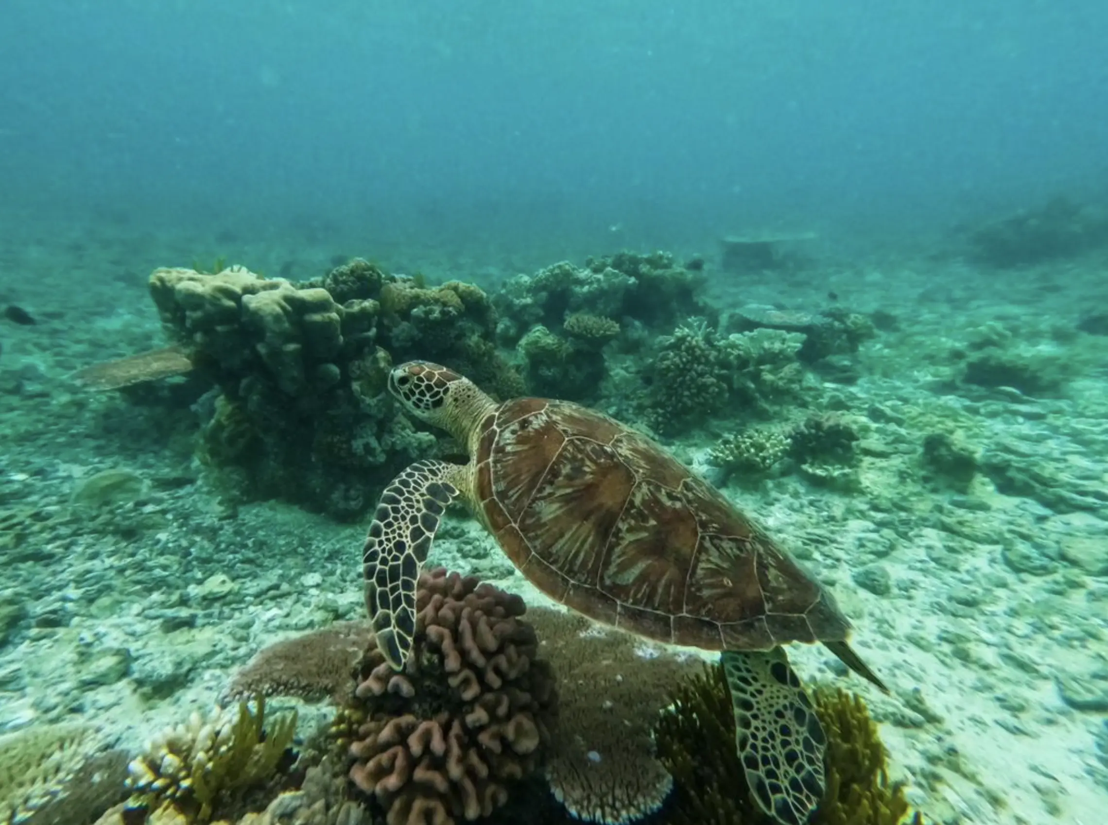 Great Barrier Reef under water