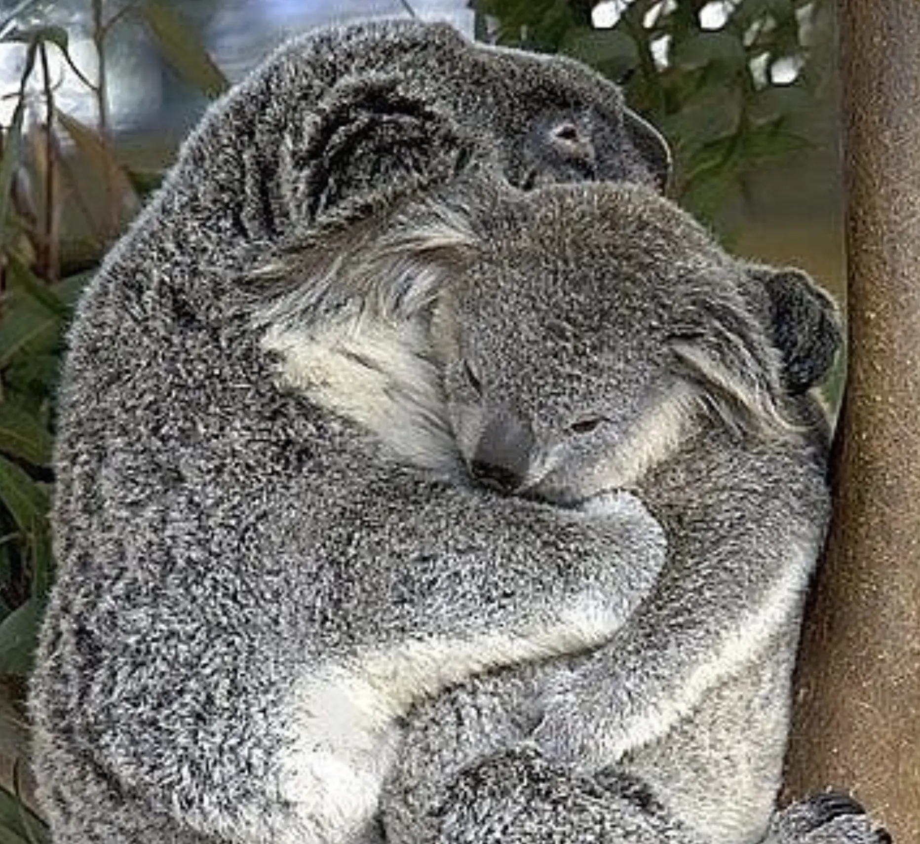 Lone Pine Koala