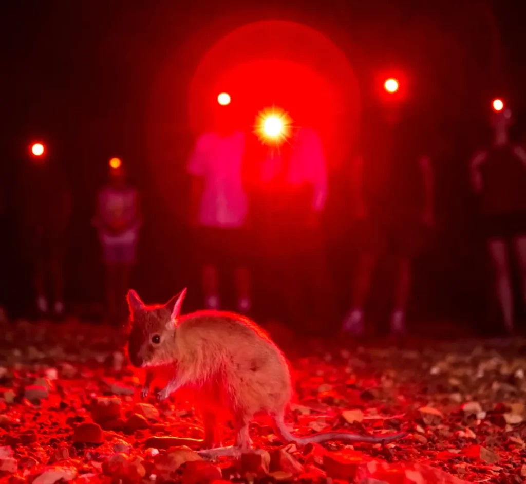 Nocturnal Tour