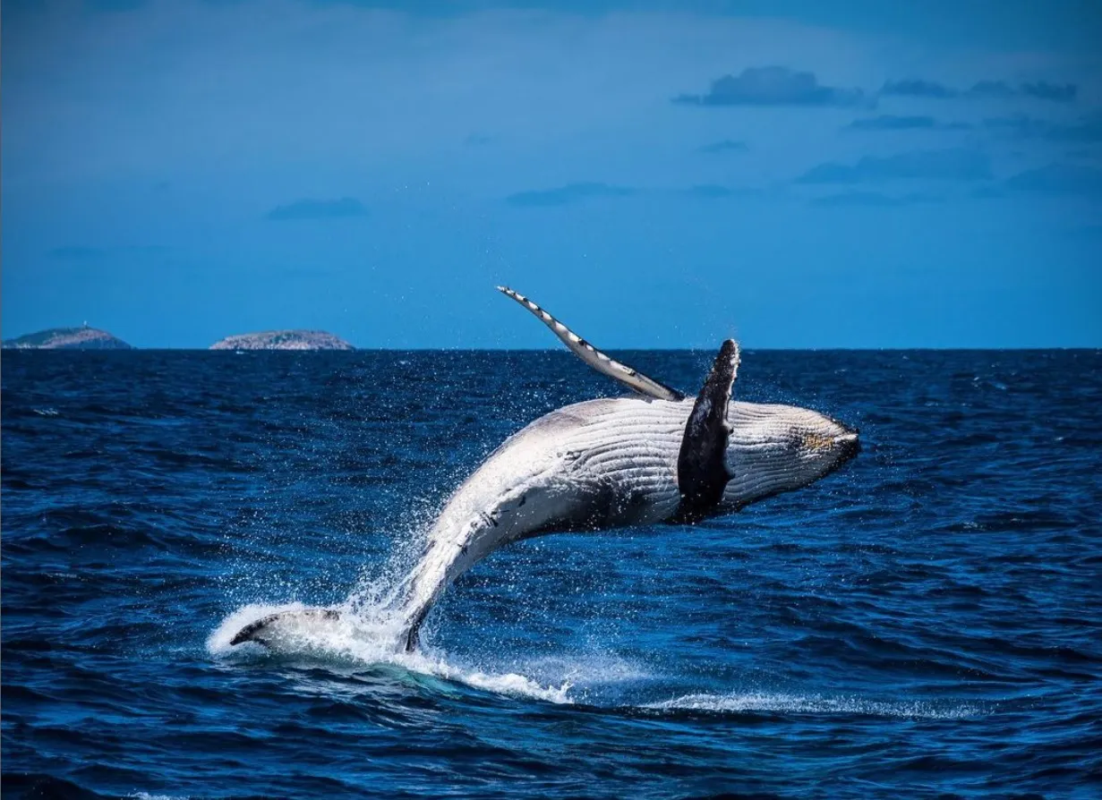 The Marine Life of Phillip Island: Whale Watching and More