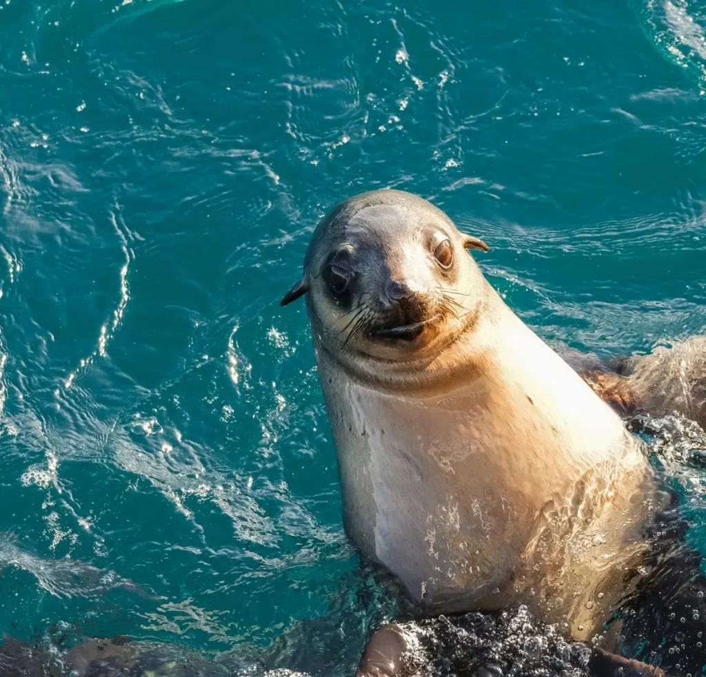 Phillip Island seals