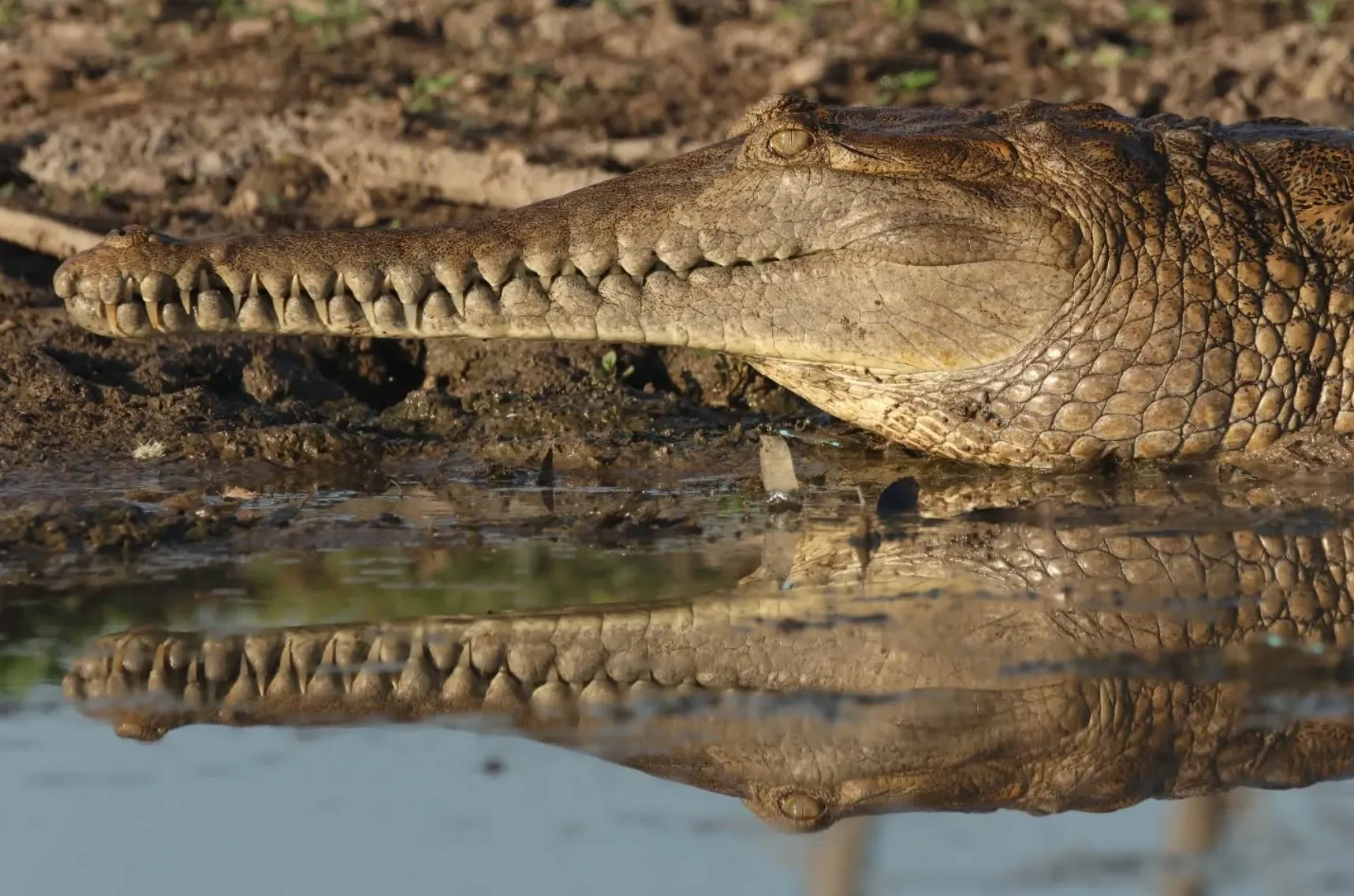 The Biggest Croc