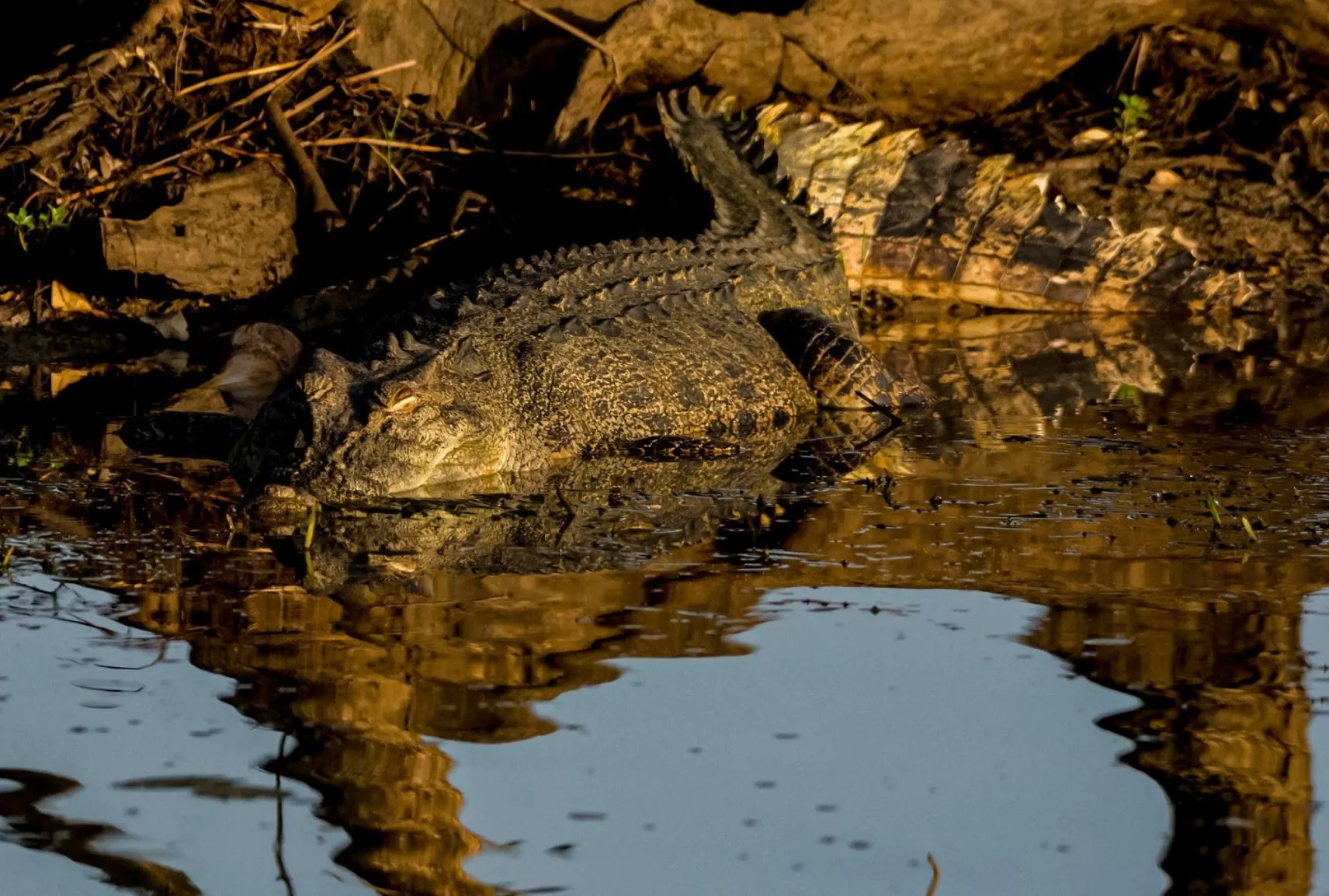 The Crocodile Superhighway