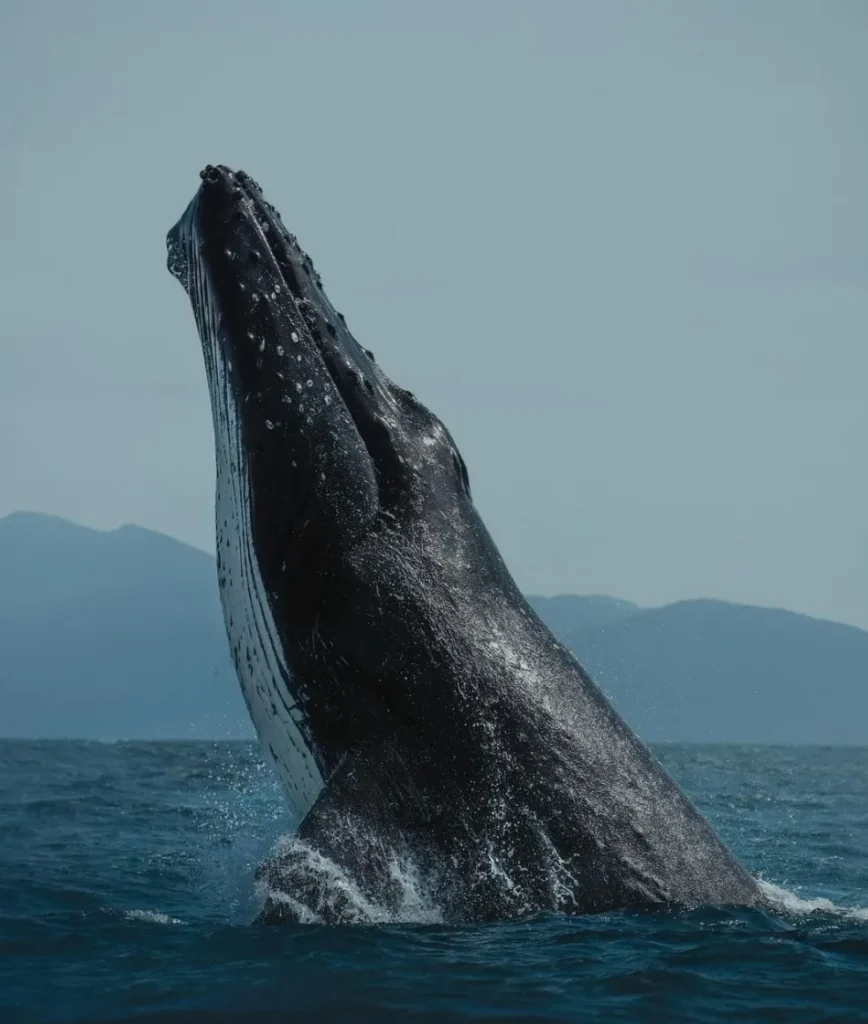 Wildlife Coast Cruises