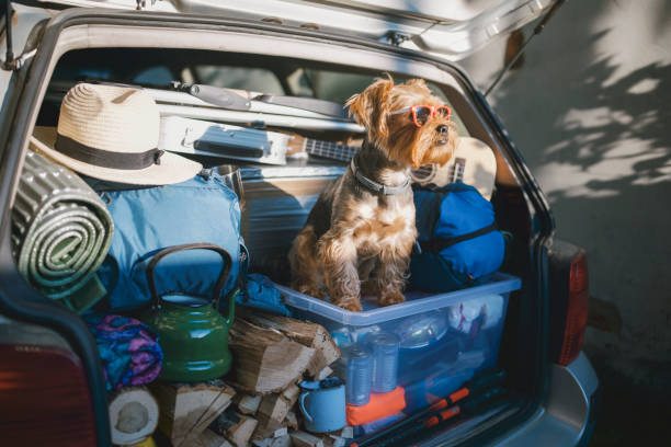 What to Consider When Transporting Animals by Car to Another City